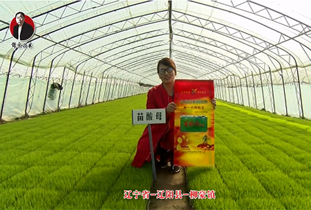 遼寧省-遼陽縣-桺(liu)豪鎮-苗痠母